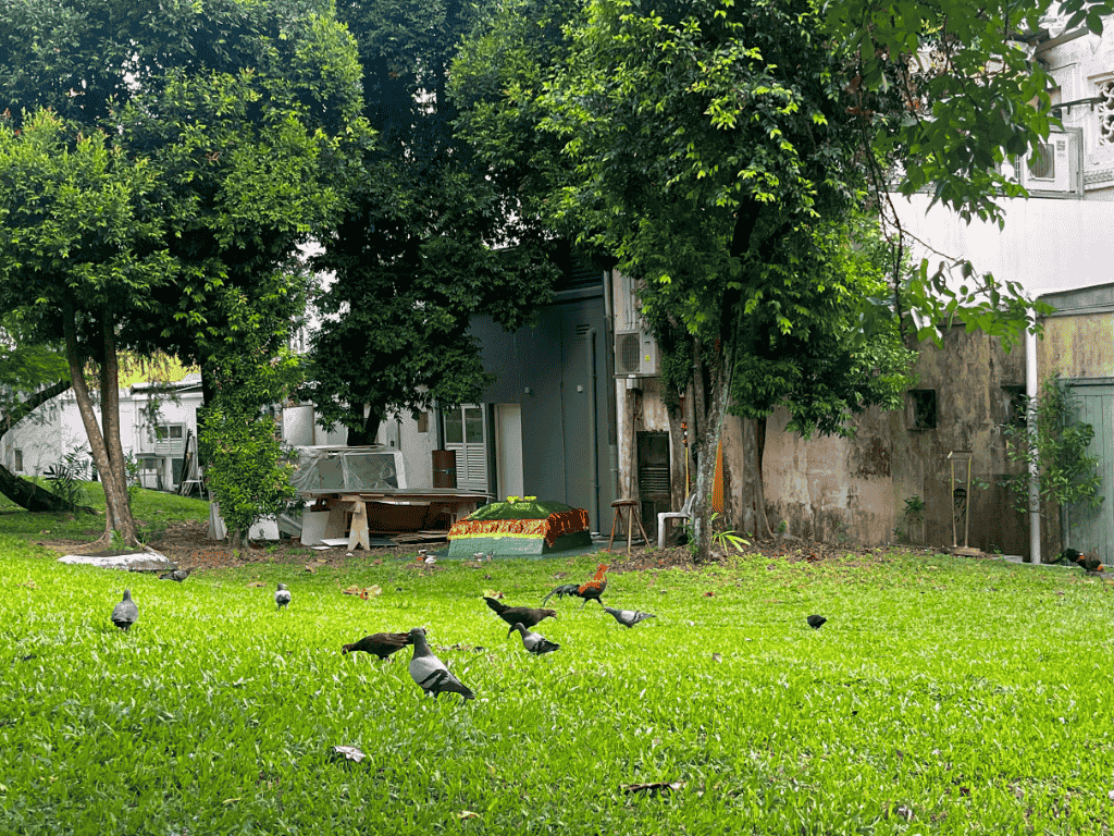 Fig 3. Pigeons (and chickens) at Keramat Sharifah Rogayah. © 2024, Faisal Husni