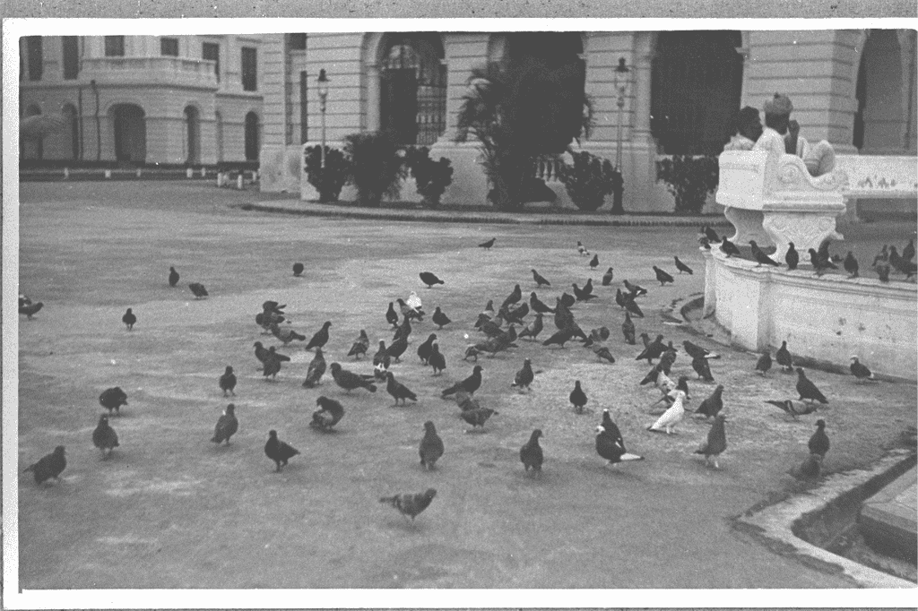 Fig. 7: Pigeons at Victoria Memorial Hall, Singapore. Lim Kheng Chye Collection, courtesy of National Archives of Singapore.