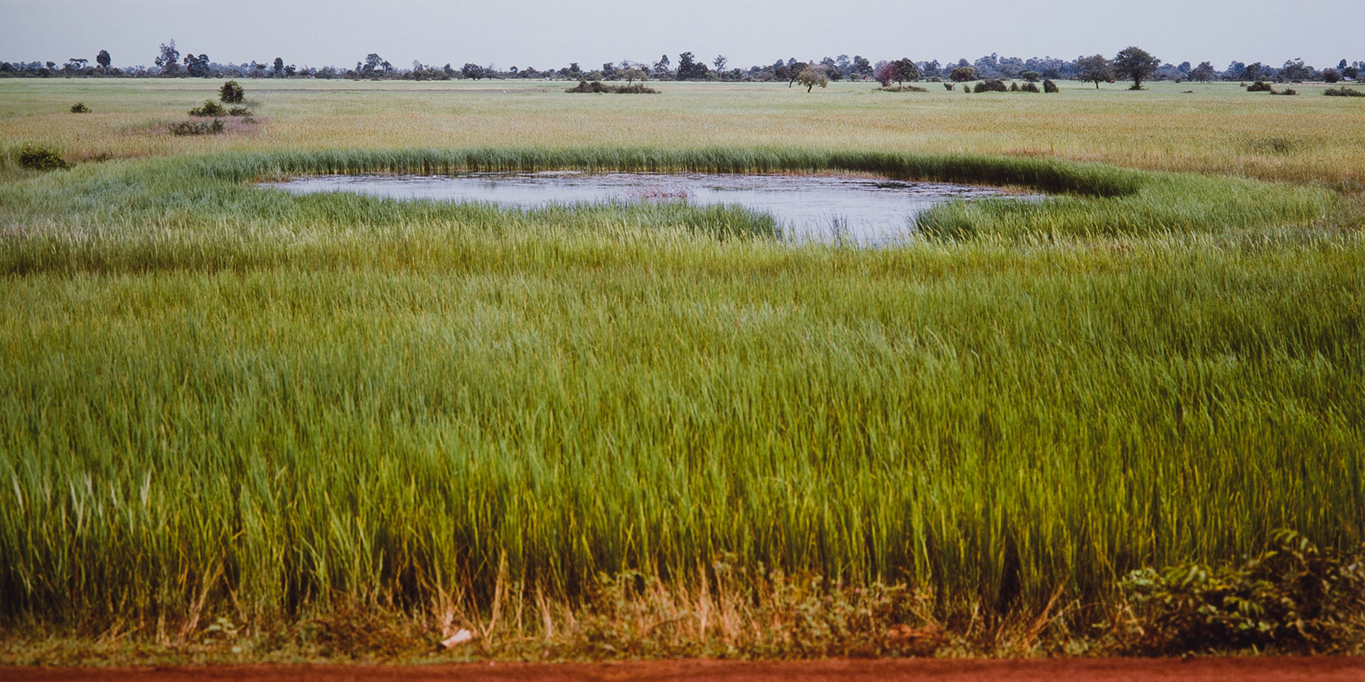 The Bomb Ponds